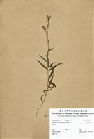 藏品(玉山沙參)的圖片